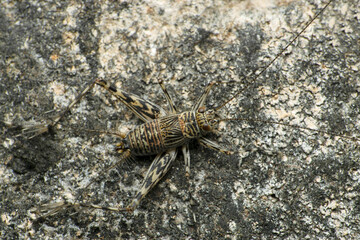 Mahé boulder cricket, Phalangacris alluaudi, Satara, Maharashtra, India