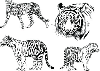 vector drawings sketches different predator , tigers lions cheetahs and leopards are drawn in ink by hand , objects with no background