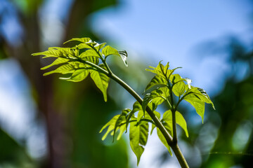 green leaves on a day