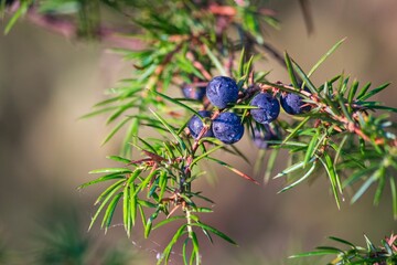 A trunk of an old juniper closeup