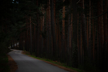 Fototapeta premium Dark woodland