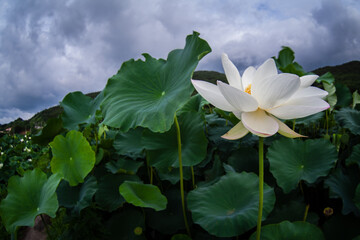 진흙에서 자라지만 정갈한 연꽃