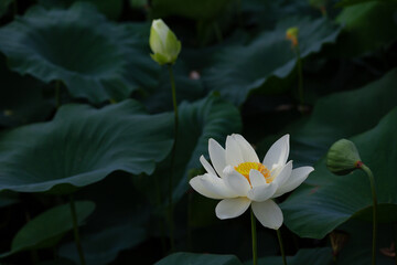 진흙에서 자라지만 정갈한 연꽃