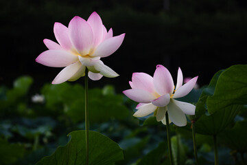 진흙에서 자라지만 정갈한 연꽃