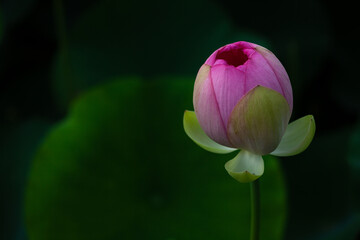 진흙에서 자라지만 정갈한 연꽃