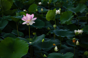 진흙에서 자라지만 정갈한 연꽃