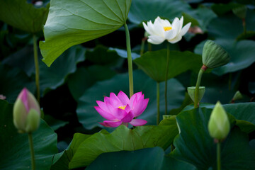 진흙에서 자라지만 정갈한 연꽃