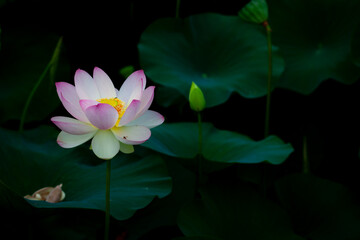 진흙에서 자라지만 정갈한 연꽃