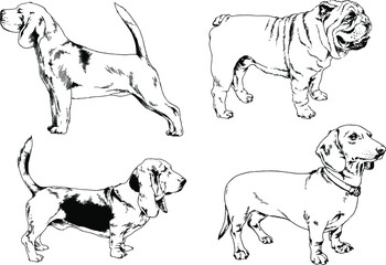 vector drawings sketches pedigree dogs and cats  drawn in ink by hand , objects with no background