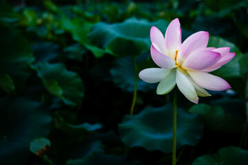 진흙에서 자라지만 정갈한 연꽃