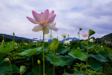 진흙에서 자라지만 정갈한 연꽃