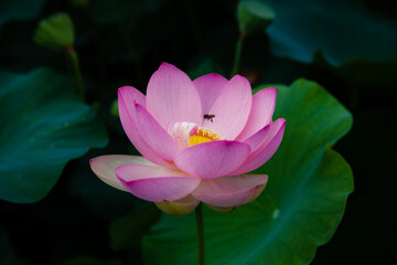 진흙에서 자라지만 정갈한 연꽃