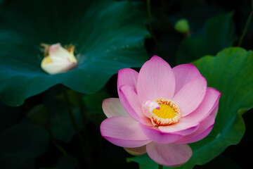 진흙에서 자라지만 정갈한 연꽃