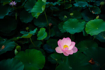 진흙에서 자라지만 정갈한 연꽃