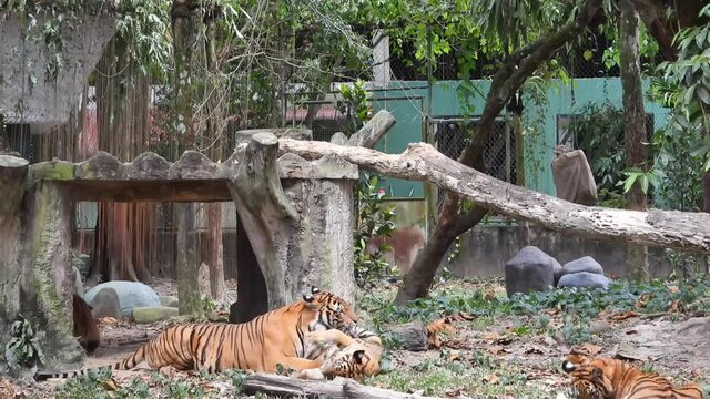 4k B Roll video clips of royal bengal tiger wildlife