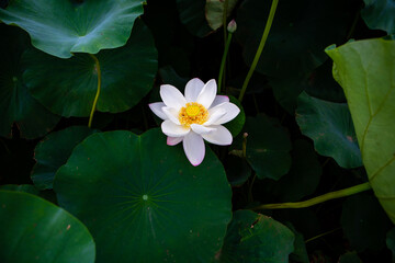 진흙에서 자라지만 정갈한 연꽃