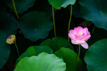 진흙에서 자라지만 정갈한 연꽃