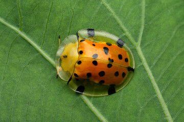Tortoise beetle, Chelymorpha species, Satara, Maharashtra, India