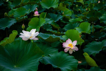 진흙에서 자라지만 정갈한 연꽃