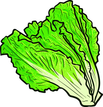 Lettuce Cartoon Images – Browse 23,453 Stock Photos, Vectors, and Video ...