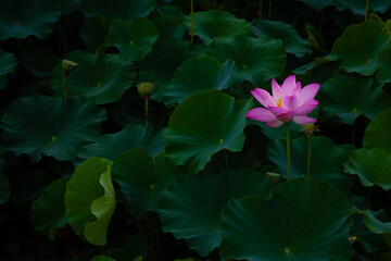 진흙에서 자라지만 정갈한 연꽃