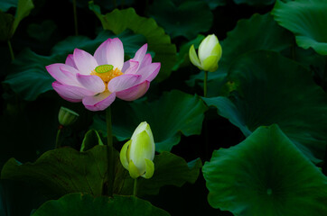 진흙에서 자라지만 정갈한 연꽃