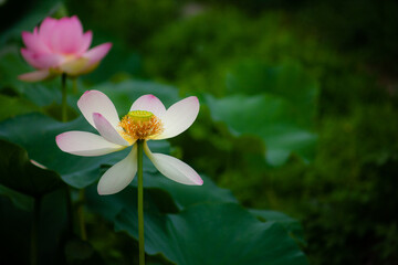 진흙에서 자라지만 정갈한 연꽃