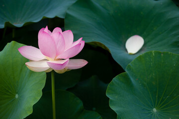 진흙에서 자라지만 정갈한 연꽃