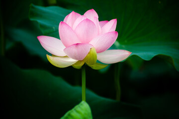 진흙에서 자라지만 정갈한 연꽃