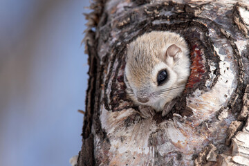 巣穴から顔を出すエゾモモンガ