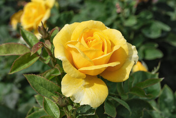 Blossoming yellow rose close up