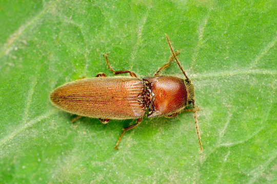 Click beetle, Agriotes species, Satara, Maharashtra, India