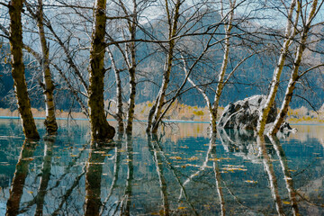 Birch trees on the lake, Issyk