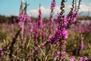 Flowers in the Botanical Garden, Almaty