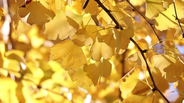 東京都港区　明治神宮外苑　イチョウ並木