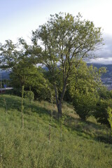 Tree in a hill