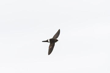 アマツバメ飛翔(Pacific swift)
