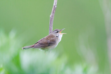 さえずるシマセンニュウ(Middendorff's grasshopper warbler)