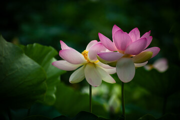 진흙에서 자라지만 정갈한 연꽃