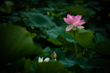 진흙에서 자라지만 정갈한 연꽃