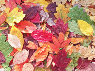 Naklejka na ściany i meble Autumn leaves . acorns close up. texture. bright colours. texture. bright colours. High quality photo. the leaves are falling. close-up. forest texture. Dry maple and oak leaves on the ground. Pine