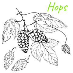 Hops. Oktoberfest. Branch of Humulus lupulus. Hop cones for beer production. Sketches of hops on a branch with leaves. Engravings. Illustration for packaging. Hand drawing. Isolated on a white backgro