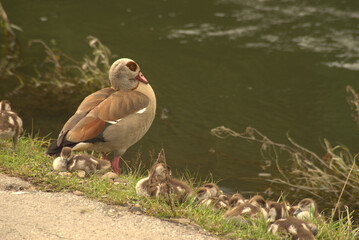 Nilgänse an der Ruhr