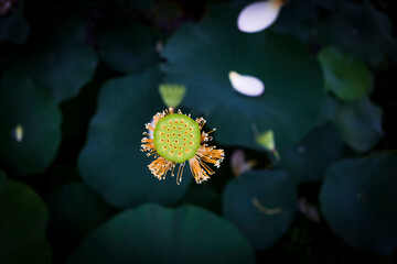 진흙에서 자라지만 정갈한 연꽃