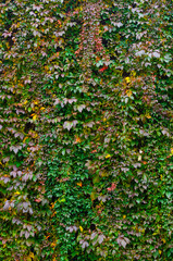 Wild climbing grapes