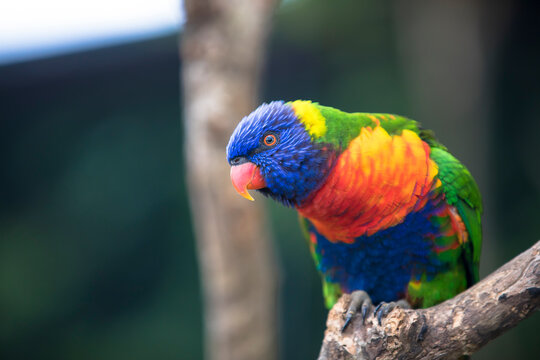 レインボーロリキート の画像 18 件の Stock 写真 ベクターおよびビデオ Adobe Stock レインボーロリキート の画像 18 件の Stock 写真 ベクターおよびビデオ Adobe Stock