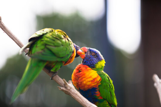 レインボーロリキート Images Browse 18 Stock Photos Vectors And Video Adobe Stock レインボーロリキート Images Browse 18 Stock Photos Vectors And Video Adobe Stock