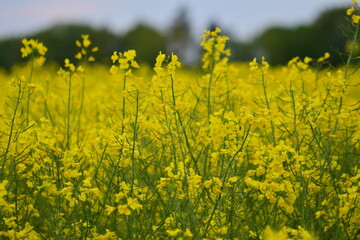 A close up of a yellow rapeseed field