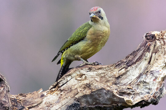 Shooting con el pito real