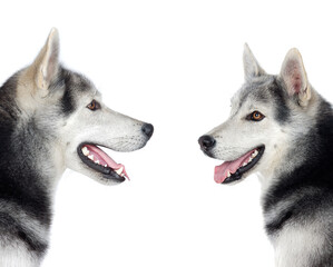 Beautiful Siberian Husky dogs with brown eyes
